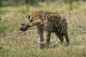 hiena comiendo, kruger nacional parque, sur África. foto