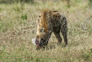 hiena comiendo, kruger nacional parque, sur África. foto