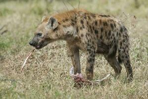 Hyena eating, Kruger National Park, South Africa. photo