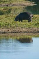 hipopótamo anfibio en pozo de agua, kruger nacional parque, sur África foto