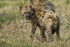 hiena comiendo, kruger nacional parque, sur África. foto