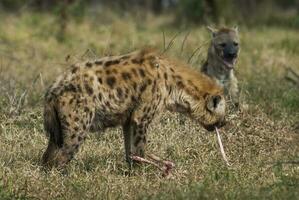 hiena comiendo, kruger nacional parque, sur África. foto