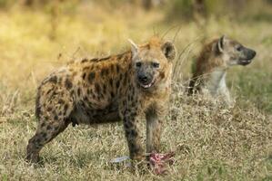 hiena comiendo, kruger nacional parque, sur África. foto