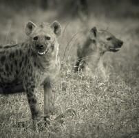 Hyena eating, Kruger National Park, South Africa. photo