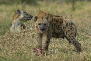 Hyena eating, Kruger National Park, South Africa. photo