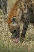 hiena comiendo, kruger nacional parque, sur África. foto