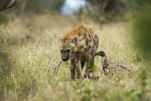 hiena comiendo, kruger nacional parque, sur África. foto