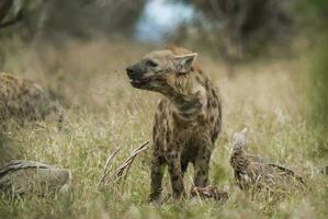 Hyena eating, Kruger National Park, South Africa. photo