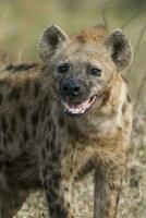 hiena sonriente, kruger nacional parque, sur África. foto