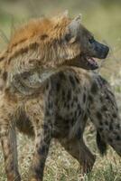 Hyena eating, Kruger National Park, South Africa. photo