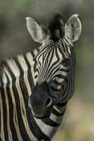 común cebra bebé, kruger nacional parque, sur África. foto