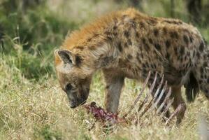 hiena comiendo, kruger nacional parque, sur África. foto