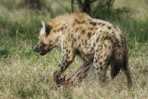 Hyena eating, Kruger National Park, South Africa. photo