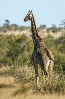 jirafa, kruger nacional parque, sur África foto