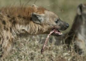 hiena comiendo, kruger nacional parque, sur África. foto