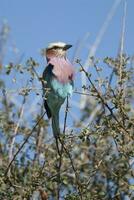 lila pecho rodillo encaramado kruger nacional parque, sur África foto