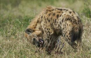 Hyena eating, Kruger National Park, South Africa. photo