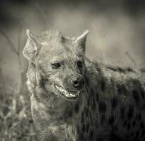 Hyena eating, Kruger National Park, South Africa. photo