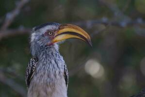 amarillo facturado cálao, kruger nacional parque, sur África foto