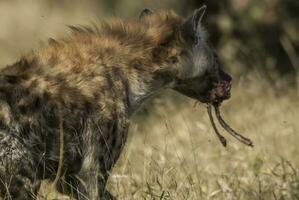 hiena comiendo, kruger nacional parque, sur África. foto