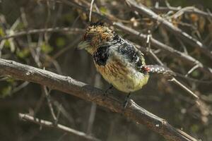 Acacia pied barbet,Kruger National Park, South  Africa photo