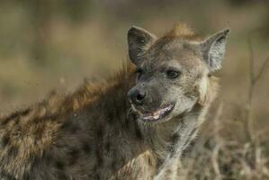 hiena comiendo, kruger nacional parque, sur África. foto