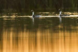 Silvery Grebe in Pampas lagoo environment, Patagonia, Argentina photo