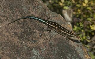 Lizard take sun, Kruger National Park, South Africa. photo