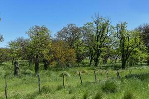 Pampas tree landscape, La Pampa province, Patagonia, Argentina. photo