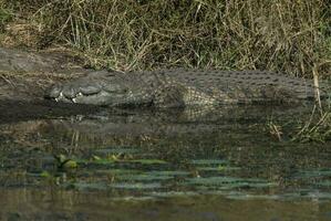 Nile cocodrile, Kruger National Park , South Africa photo