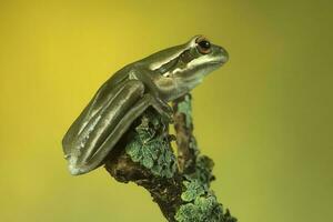 Montevideo Treefrog, Hyla Pulchela,  La Pampa, Patagonia,Argentina. photo