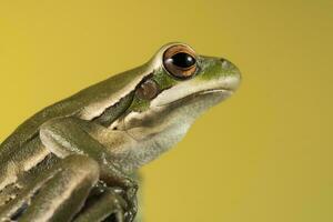 Montevideo Treefrog, Hyla Pulchela,  La Pampa, Patagonia,Argentina. photo