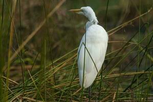 Great Egret, South Africa photo