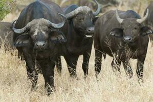 capa búfalo madre y becerro, kruger nacional parque, sur África. foto