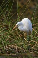 Great Egret, Kruger National Park, South Africa. photo