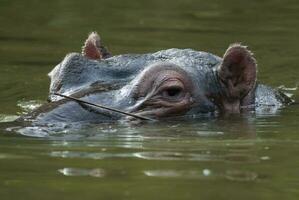 HIPPOPOTAMUS AMPHIBIUS in waterhole, Kruger National park,South Africa photo