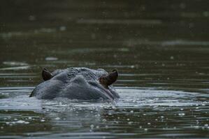 hipopótamo anfibio en pozo de agua, kruger nacional parque, sur África foto