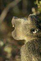 Baboon , Africa photo