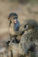 Baboon, mother and baby, Kruger National Park, South Africa photo