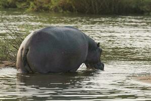 hipopótamo anfibio en pozo de agua, kruger nacional parque, sur África foto