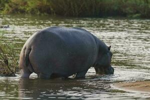 hipopótamo anfibio en pozo de agua, kruger nacional parque, sur África foto