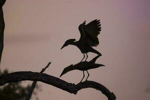 cabeza de martillo cigüeña, kruger nacional parque, sur África. foto