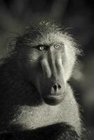 Mother and baby Baboon , Kruger National park,South Africa photo