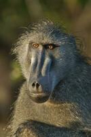 babuino retrato, kruger nacional parque, sur África foto