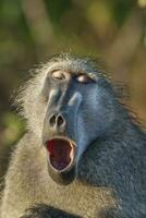 Baboon , Kruger National Park, South Africa photo