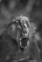 babuino retrato, kruger nacional parque, sur África foto