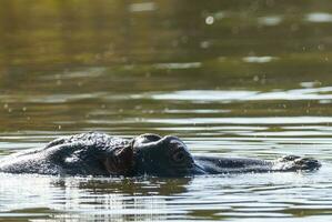 hipopótamo anfibio en pozo de agua, kruger nacional parque, sur África foto