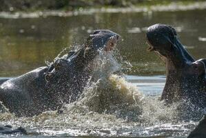 HIPPOPOTAMUS AMPHIBIUS in waterhole, Kruger National park,South Africa photo