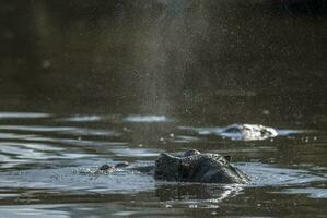 hipopótamo anfibio en pozo de agua, kruger nacional parque, sur África foto