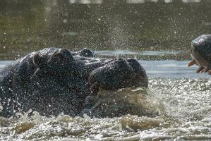 hipopótamo anfibio en pozo de agua, kruger nacional parque, sur África foto